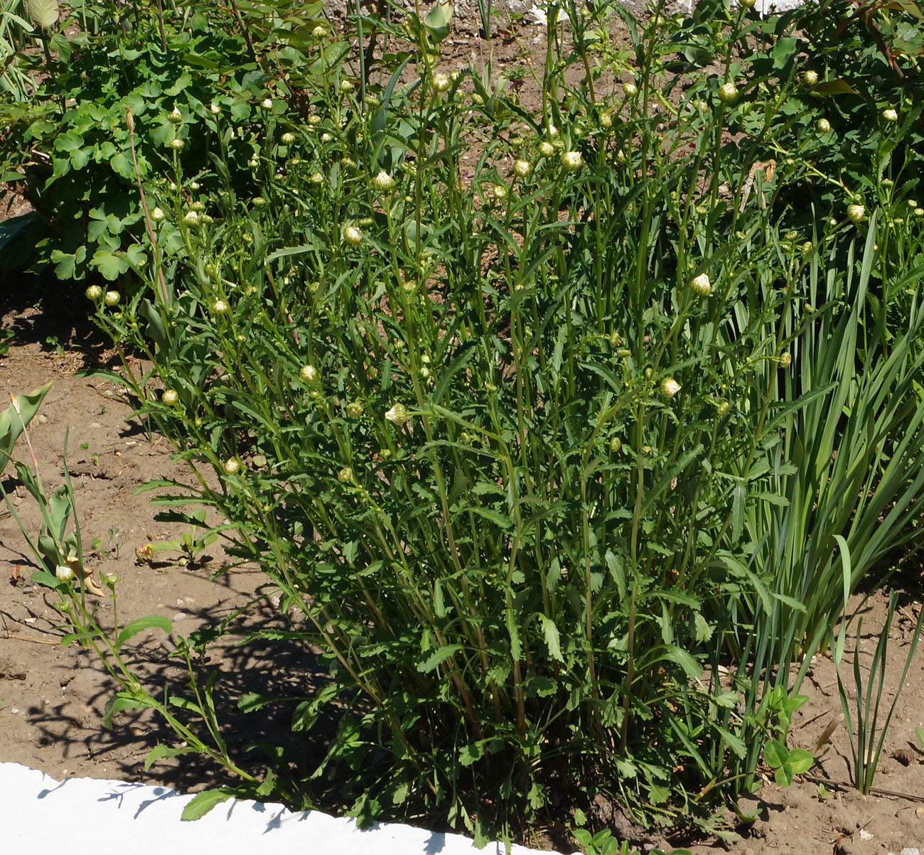 Image of Leucanthemum maximum specimen.