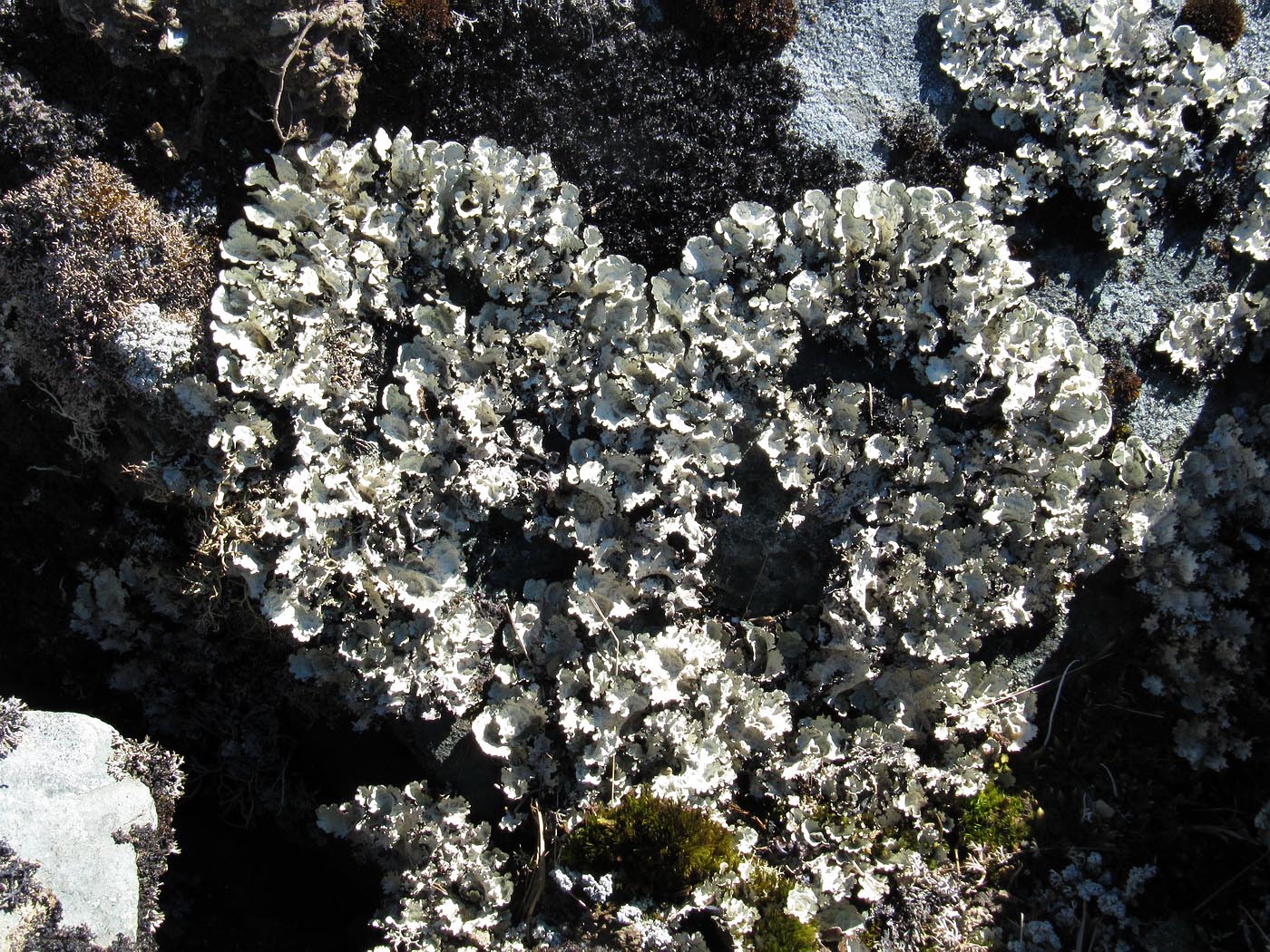 Image of Asahinea chrysantha specimen.