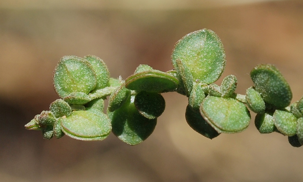 Image of Atriplex micrantha specimen.