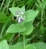 Mertensia pterocarpa