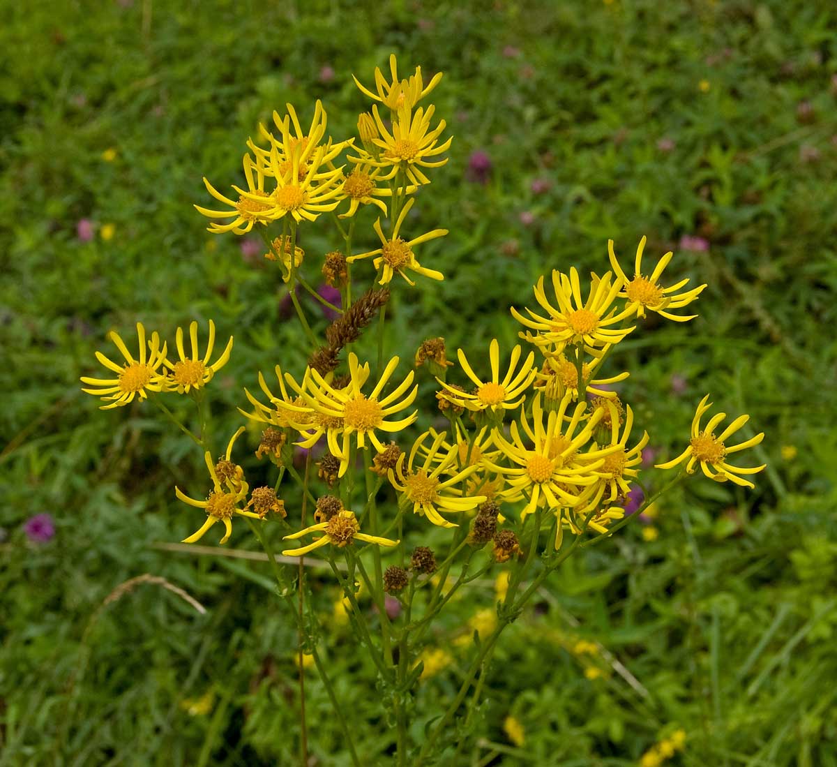 Image of Senecio jacobaea specimen.