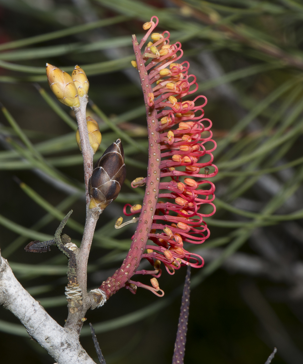 Image of Hakea bucculenta specimen.