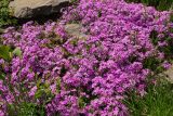 Phlox subulata