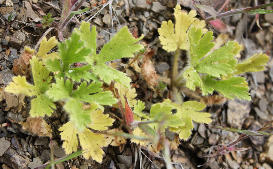 Image of Ranunculus oxyspermus specimen.