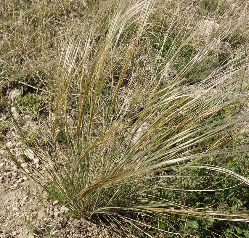 Image of Stipa asperella specimen.