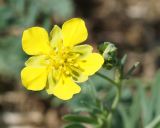 Potentilla semiglabra. Цветок. Якутия, ГО г. Якутск, окр. с. Ст. Табага, между обочиной дороги и водоемом. 14.06.2016.