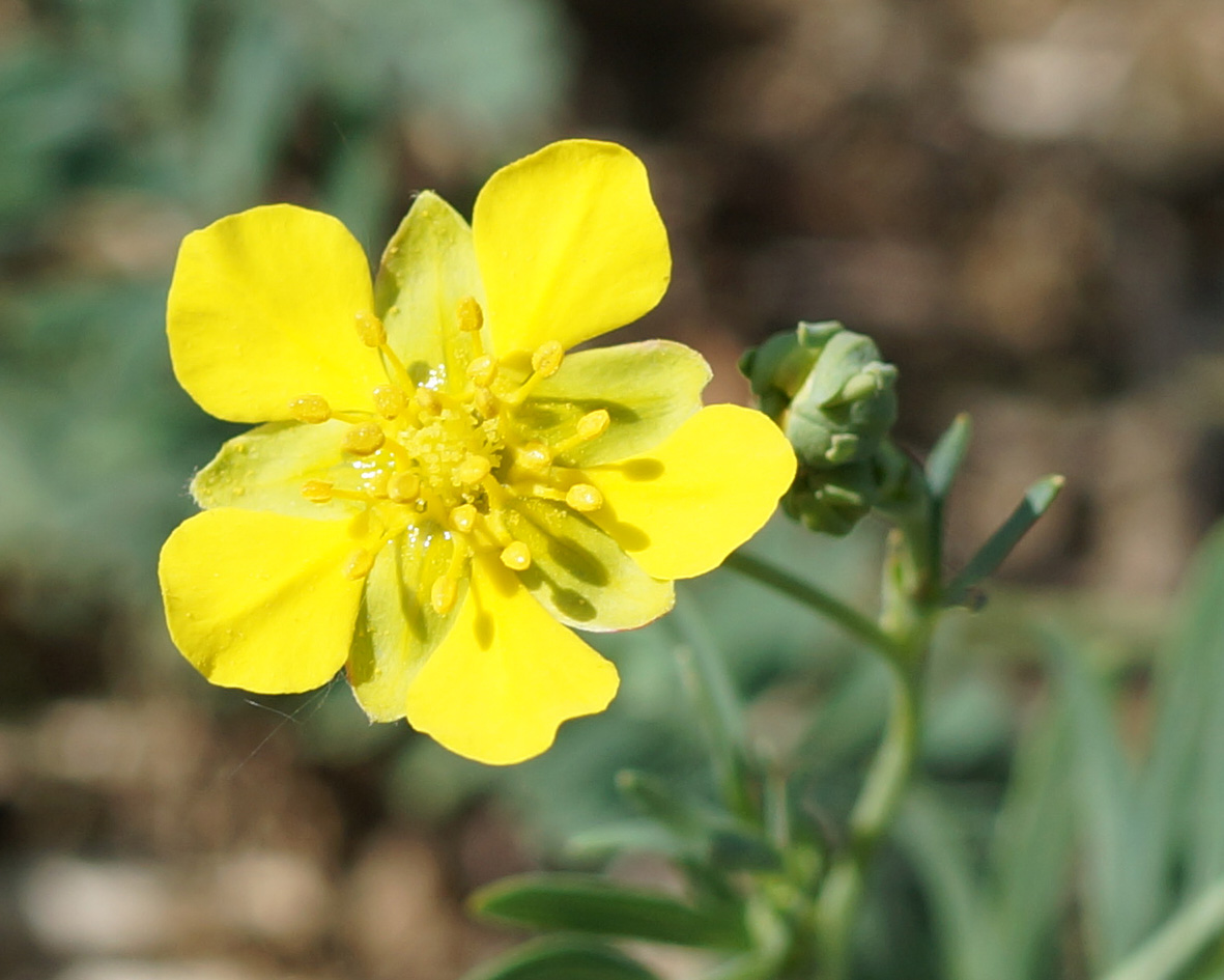 Изображение особи Potentilla semiglabra.