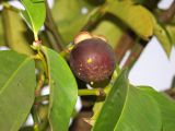 Garcinia mangostana. Часть побега с плодом. Австралия, северо-восточный Квинсленд, национальный парк Дейнтри, ферма экзотических фруктов. Конец сухого сезона (сезон gurreng). 03.10.2009.