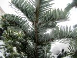 род Abies