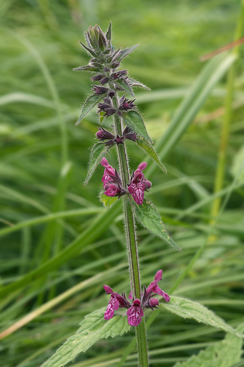 Изображение особи Stachys sylvatica.