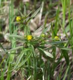 Ranunculus monophyllus