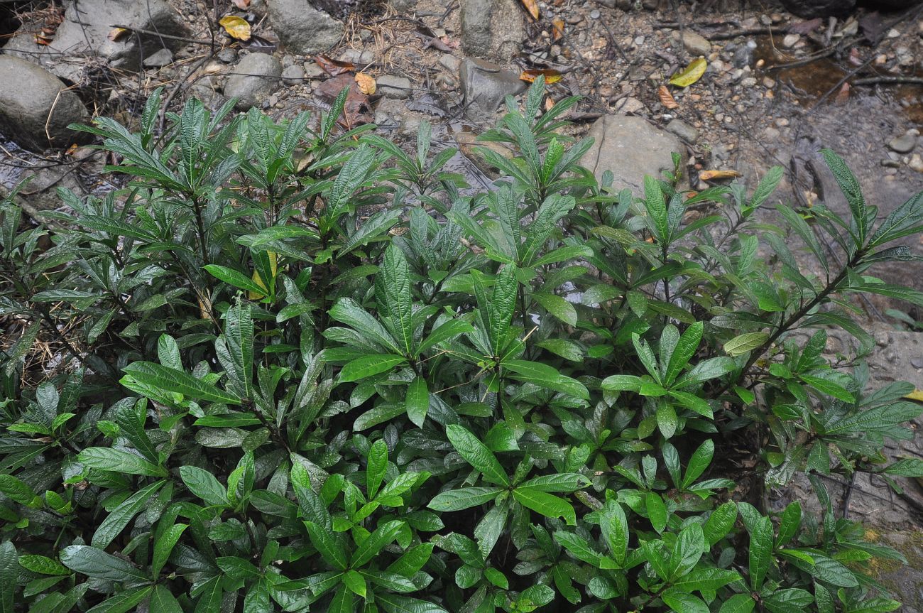 Изображение особи род Clerodendrum.