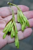 Fraxinus excelsior var. diversifolia