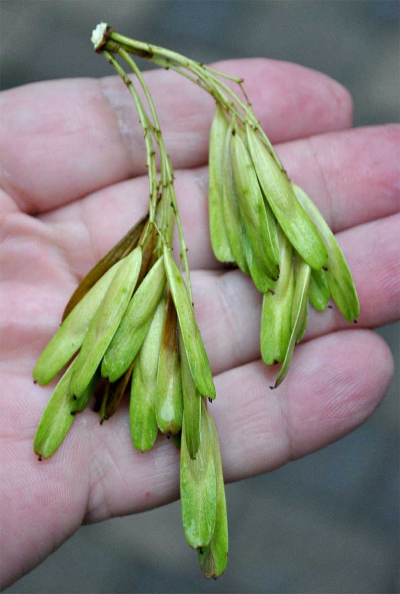 Image of Fraxinus excelsior var. diversifolia specimen.