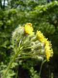 genus Pilosella