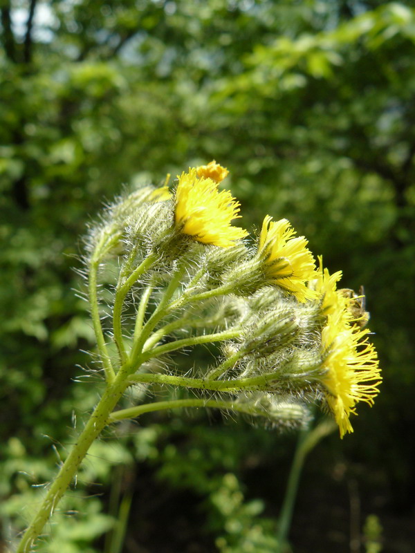 Image of genus Pilosella specimen.