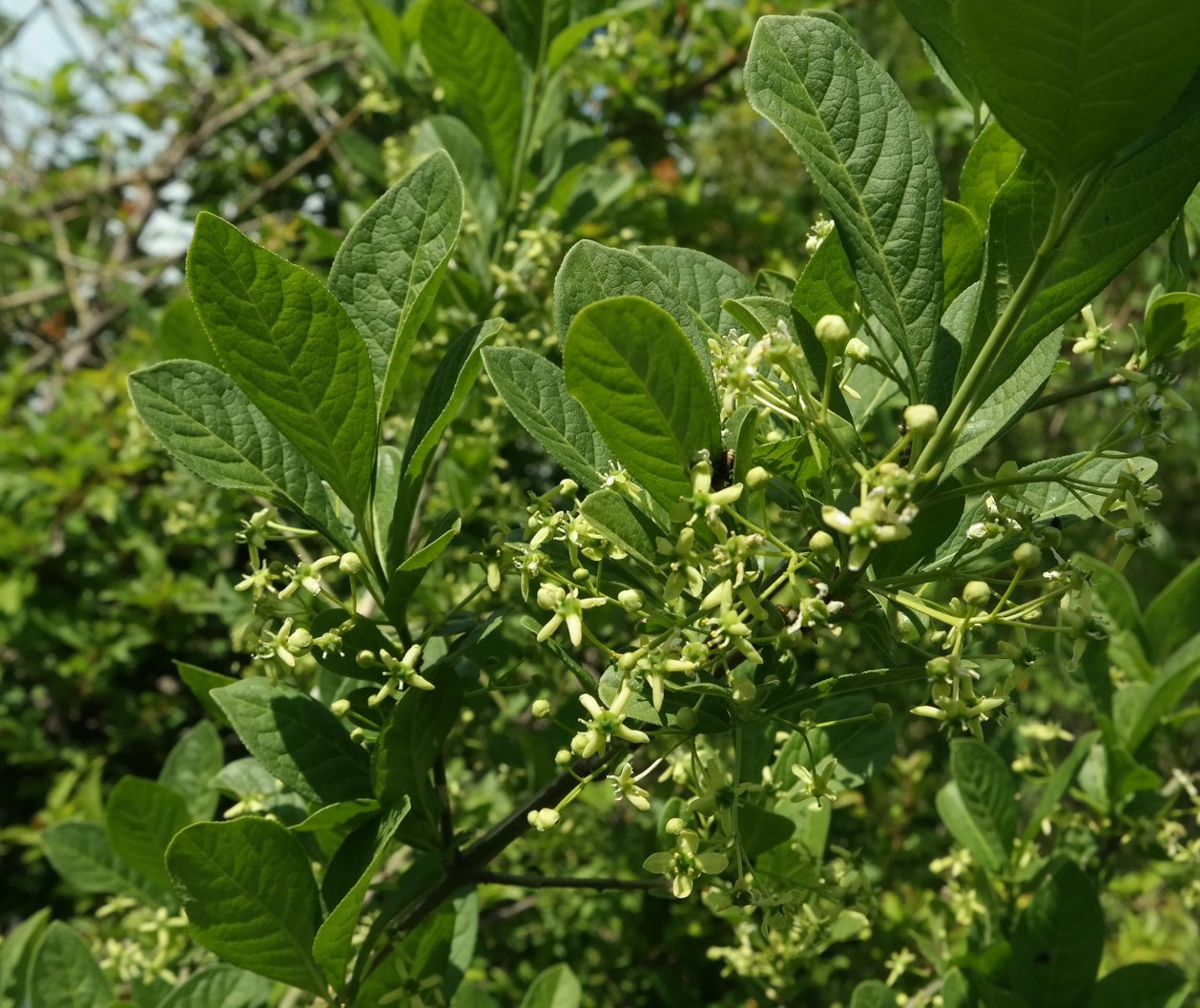 Изображение особи Euonymus czernjaevii.