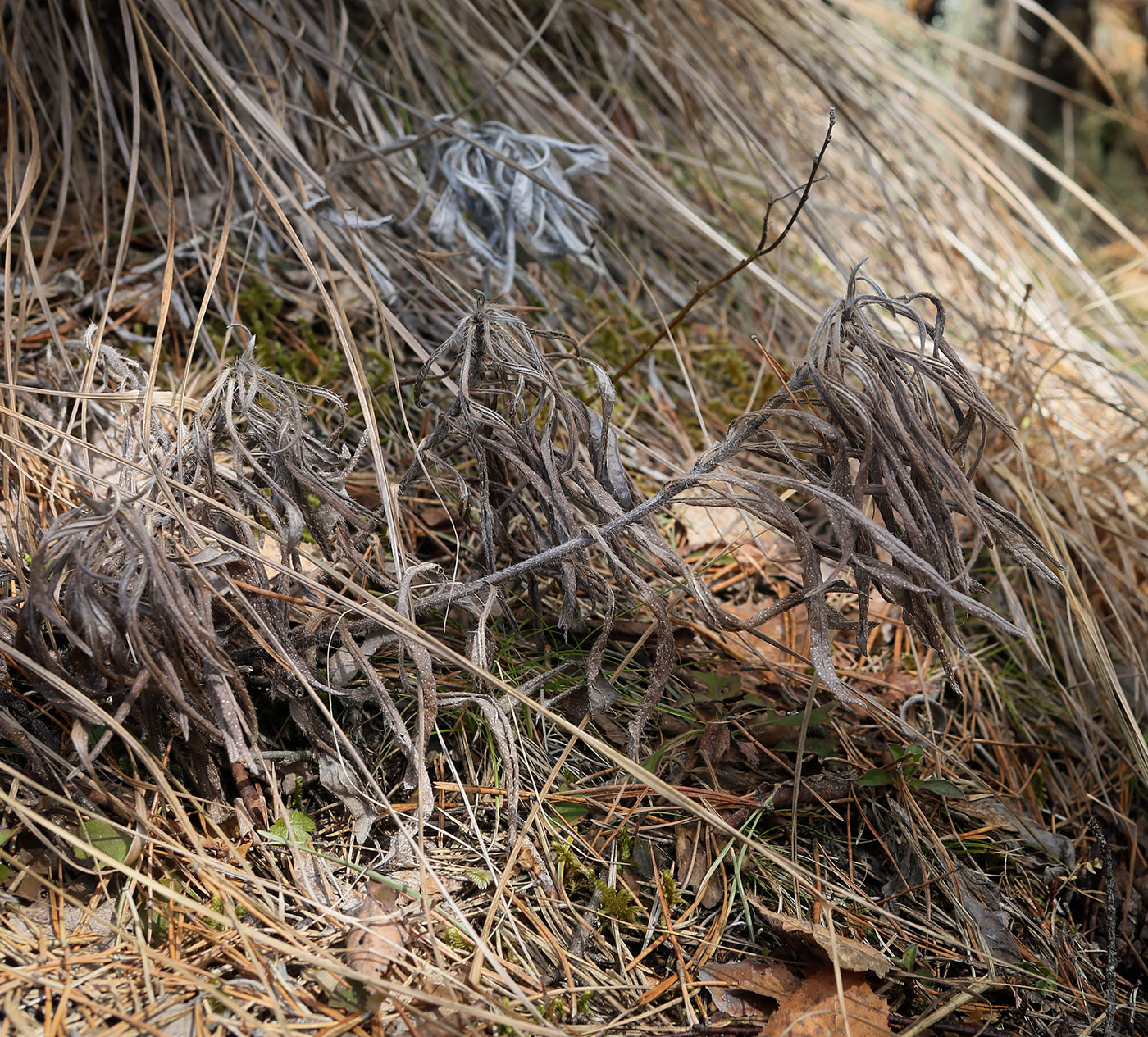 Image of Onosma simplicissima specimen.