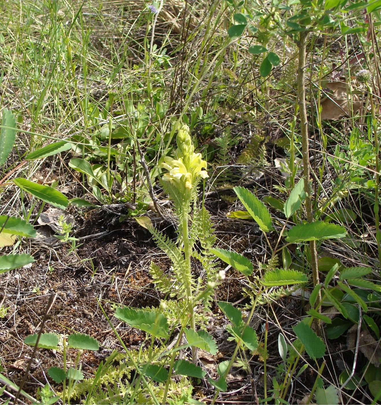 Изображение особи Pedicularis kaufmannii.