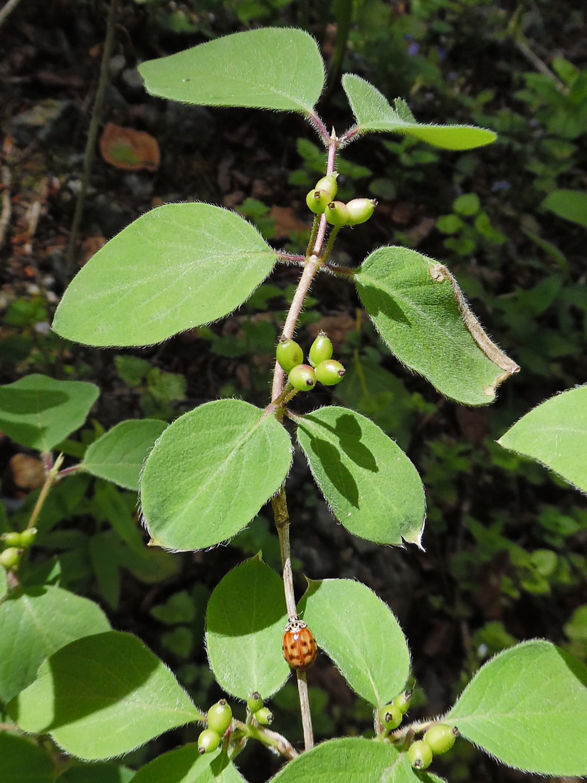 Изображение особи Lonicera xylosteum.