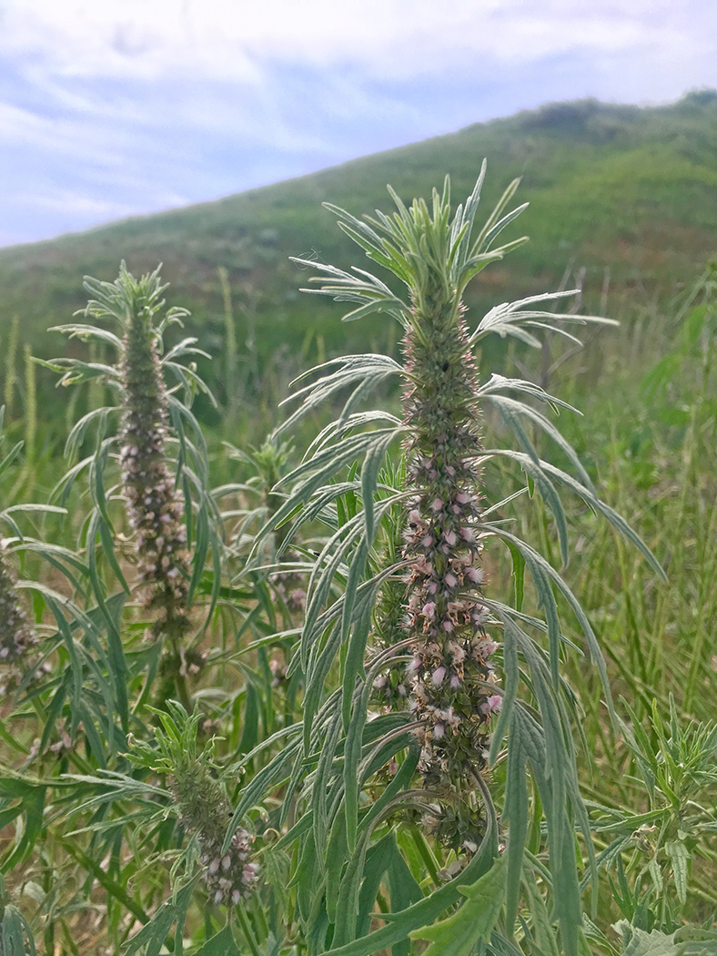 Image of Leonurus glaucescens specimen.