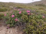 Cistus creticus