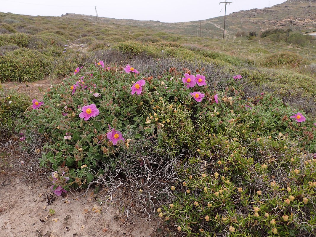 Изображение особи Cistus creticus.