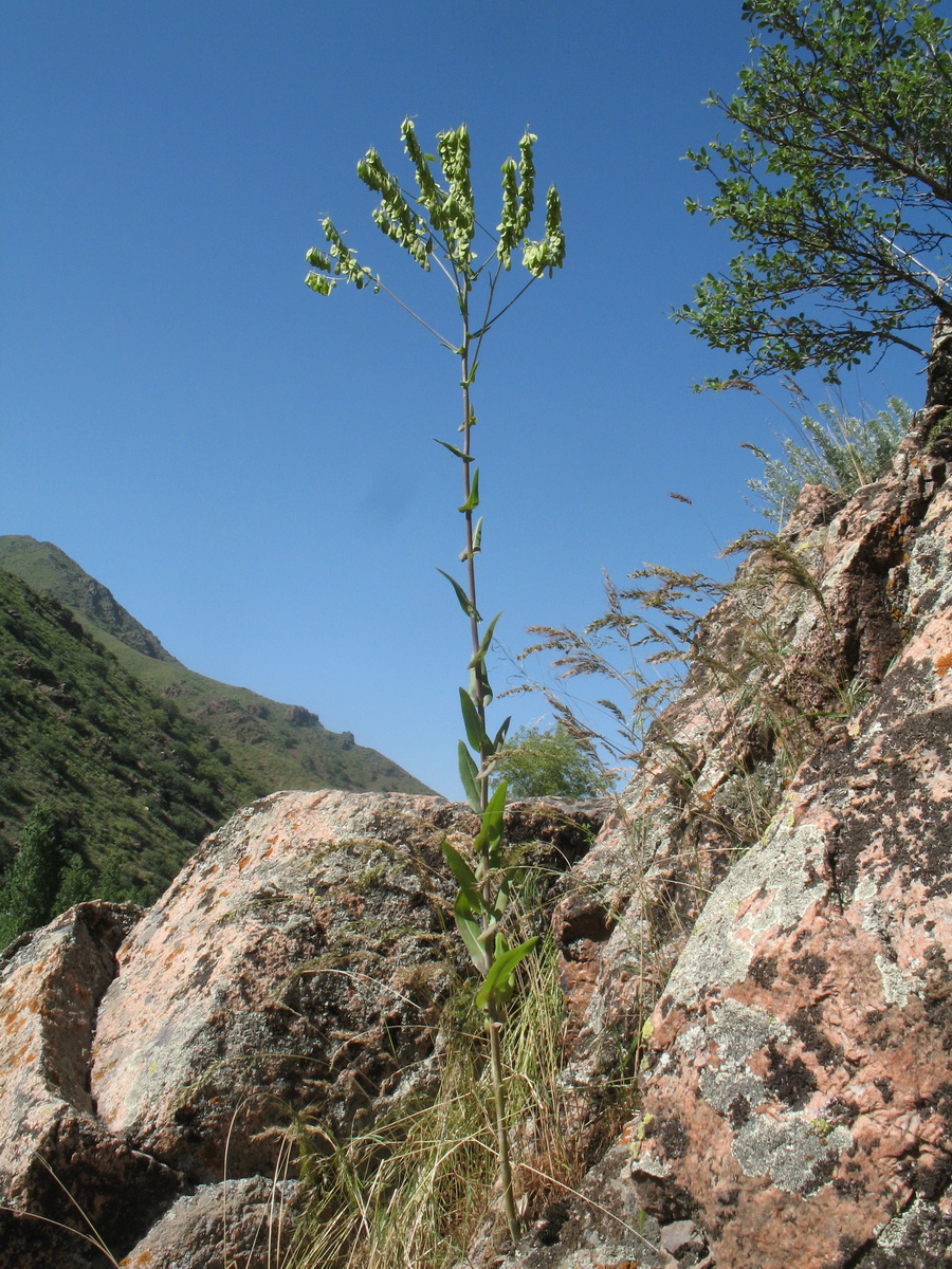 Image of Isatis costata specimen.