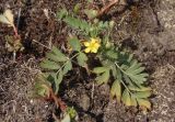 Potentilla orientalis. Цветущее растение. Украина, Днепропетровская обл., Апостоловский р-н, Токовский сельский совет, степной участок с выходами скальных пород к югу от Токовских водопадов. 04.08.2018.