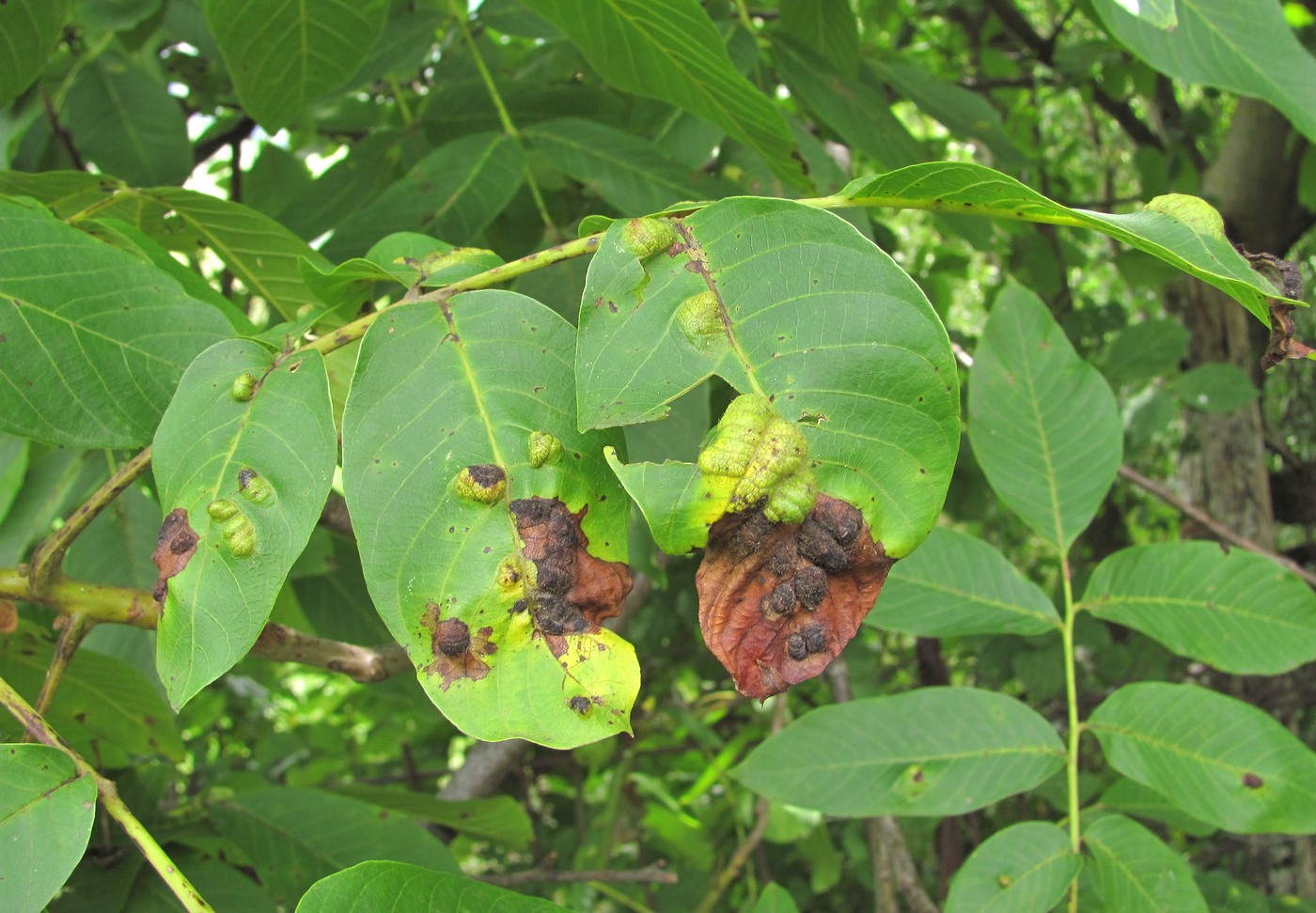 Изображение особи Juglans regia.