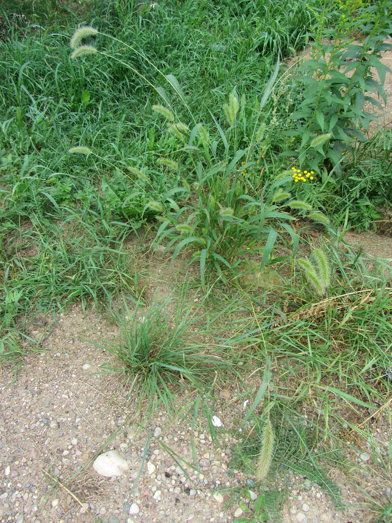 Image of Setaria viridis specimen.