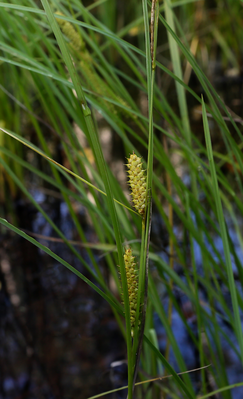 Image of Carex rostrata specimen.