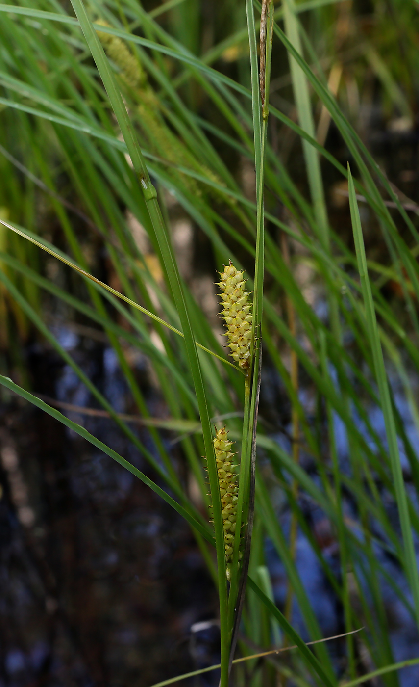 Изображение особи Carex rostrata.