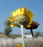 Anthemis tinctoria. Соцветие (вид со сторны обёртки). Краснодарский край, г. Новороссийск, окр. пос. Алексино, пустырь, расчищенный под многоэтажную застройку. 02.08.2018.