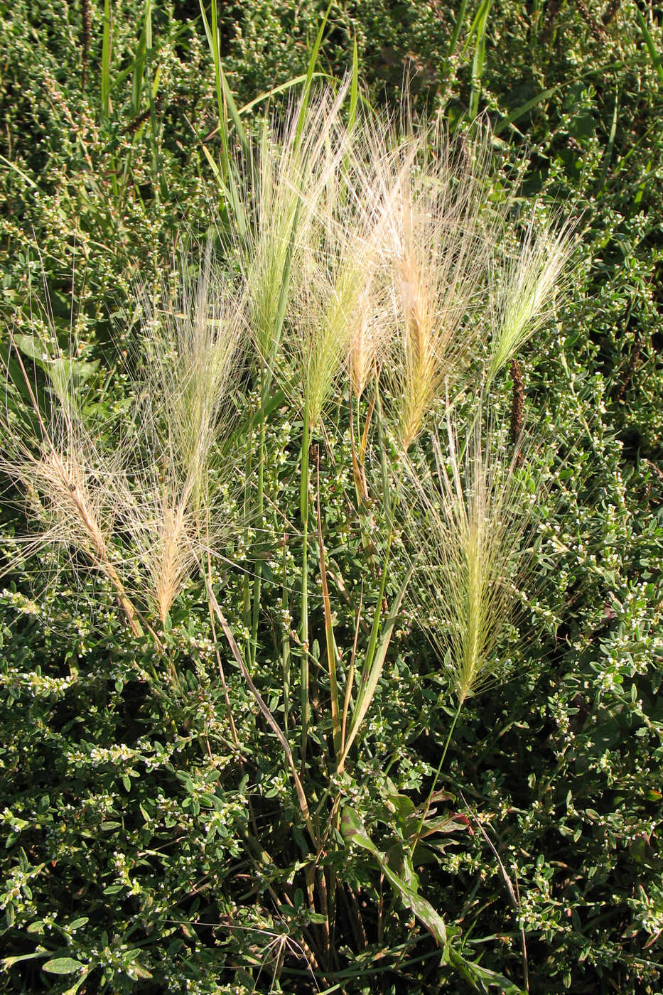 Image of Hordeum jubatum specimen.