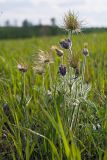 Pulsatilla turczaninovii. Плодоносящие растения. Красноярский край, окр. Красноярска. 02.06.2010.