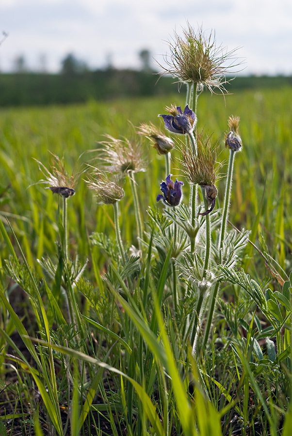 Изображение особи Pulsatilla turczaninovii.