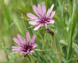 Tragopogon malikus