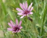 Tragopogon malikus. Соцветия. Узбекистан, склон при спуске с Китабского перевала. 03.04.2018.