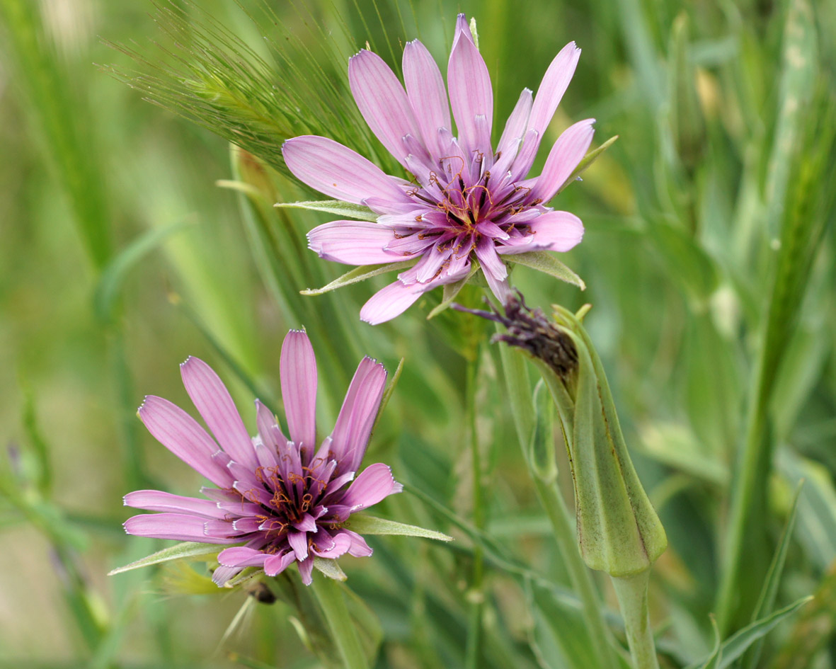 Изображение особи Tragopogon malikus.