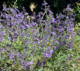 Teucrium orientale