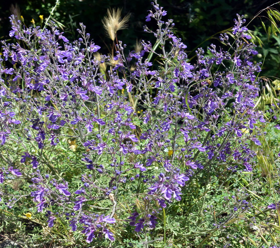 Изображение особи Teucrium orientale.