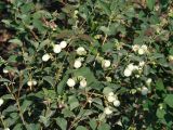 Symphoricarpos albus var. laevigatus