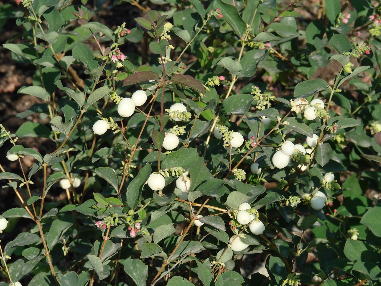 Image of Symphoricarpos albus var. laevigatus specimen.