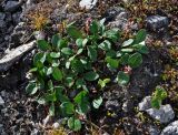 Salix reticulata