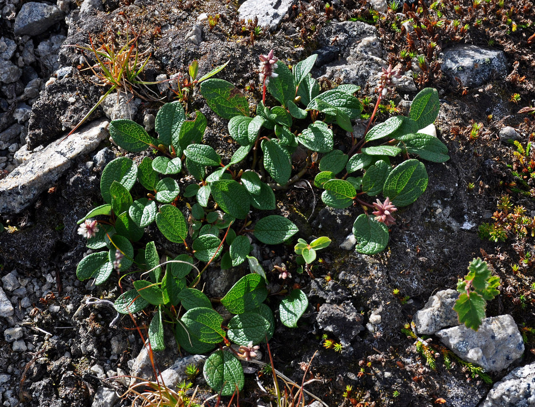 Image of Salix reticulata specimen.