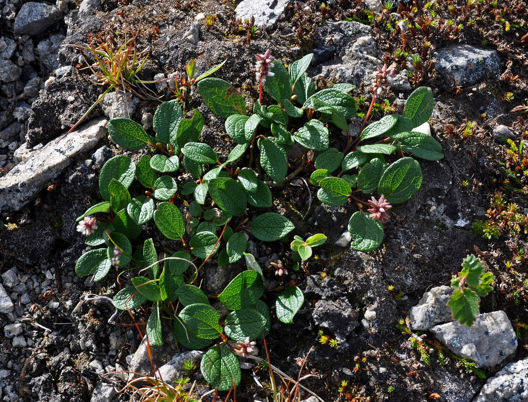 Изображение особи Salix reticulata.