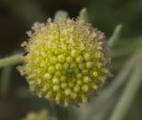 Image of taxon representative. Author is Петр Косачев