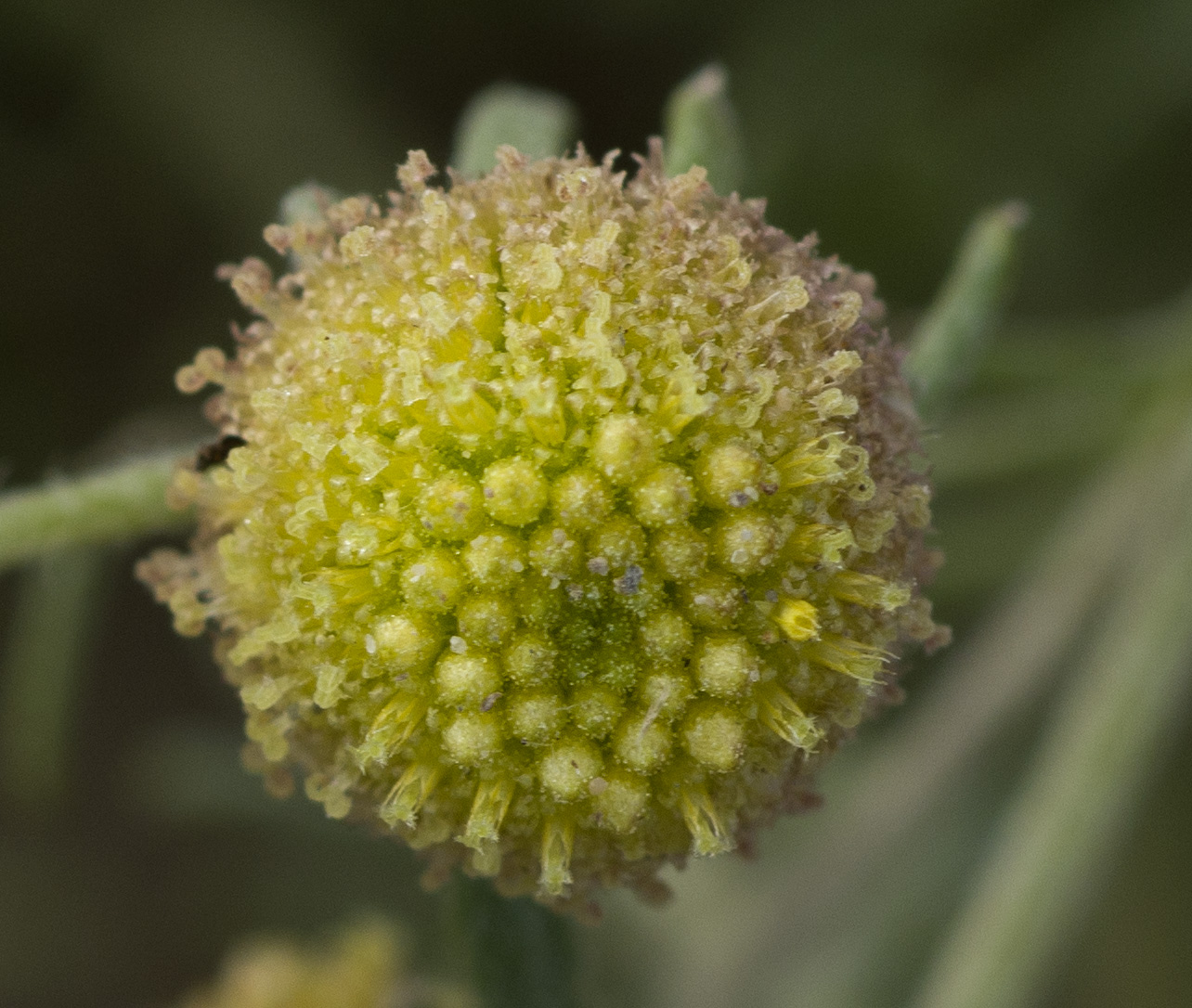 Image of Artemisia macrocephala specimen.