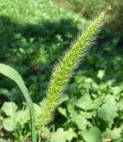 Setaria